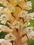 Orobanche du trèfle - Orobanche minor - Macrophotographie