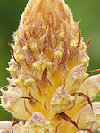 Orobanche du trèfle - Orobanche minor - Macrophotographie