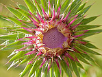 Fleur de chardon - Macrophotographie