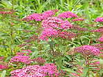 Spirée japonaise 'Anthony Waterer' - Spiraea japonica 'Anthony Waterer' - Macrophotographie