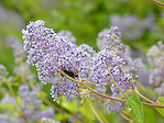 Céanothe 'Gloire de Versailles' - Ceanothus x delilianus 'Gloire de Versailles' - Macrophotographie