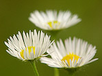 Vergerette - Erigeron - Macrophotographie