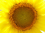 Tournesol - Helianthus annuus - Macrophotographie