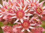 Joubarde - Sempervivum sp. - Macrophotographie