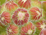 Joubarde - Sempervivum sp. - Macrophotographie