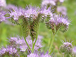 Phacélie à feuilles de tanaisie - Phacelia tanacetifolia - Macrophotographie