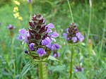 Brunelle commune - Prunella vulgaris - Macrophotographie