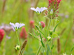 Lin - Linum sp. - Macrophotographie