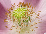 Pavot - Papaver sp. - Macrophotographie