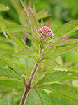 Eupatoire - Eupatorium sp. - Macrophotographie