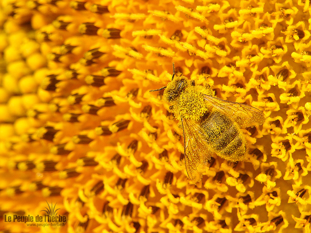 Fond d'écran abeille 1024x768 : Abeille domestique