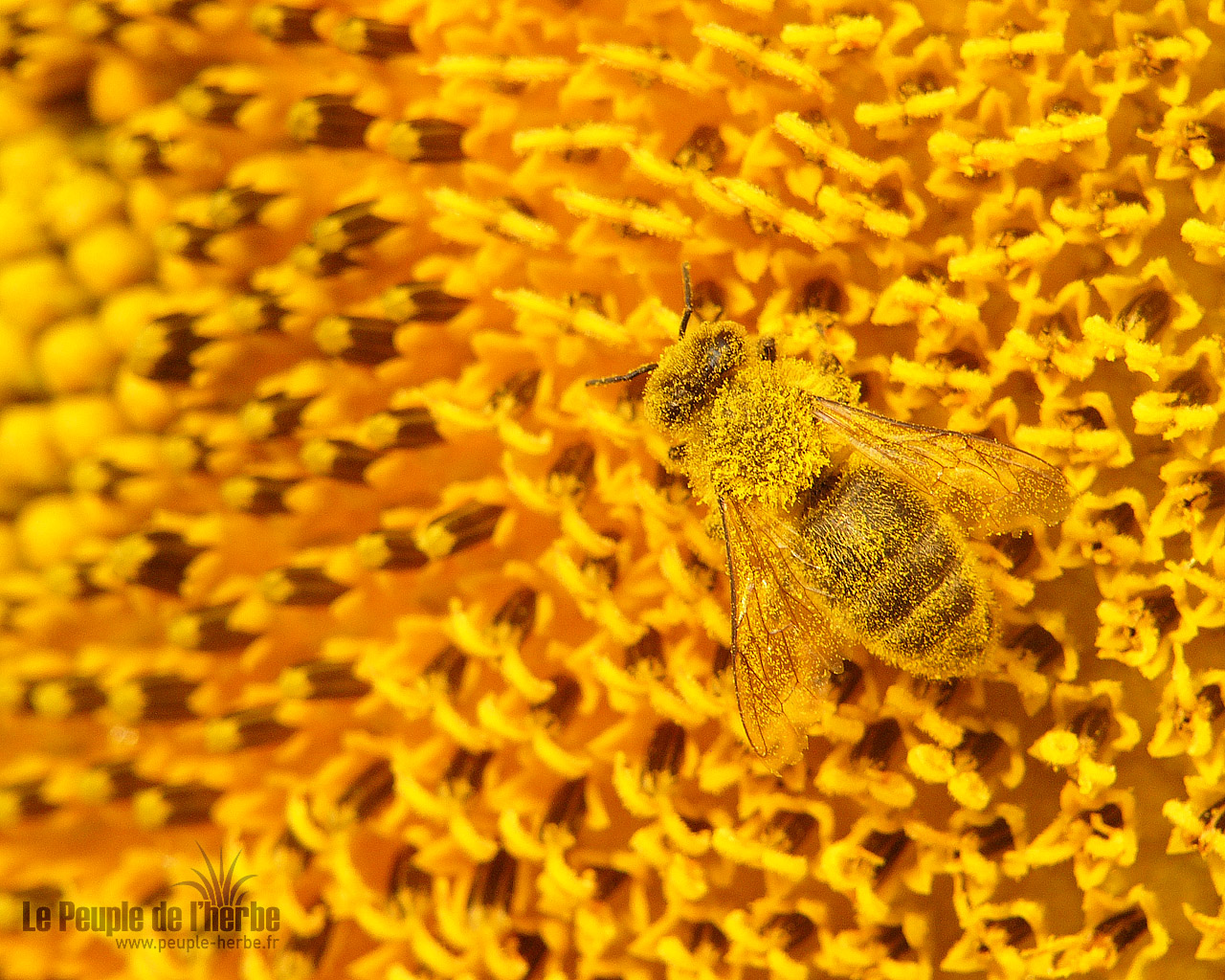 Fond d'écran abeille 1280x1024 : Abeille domestique