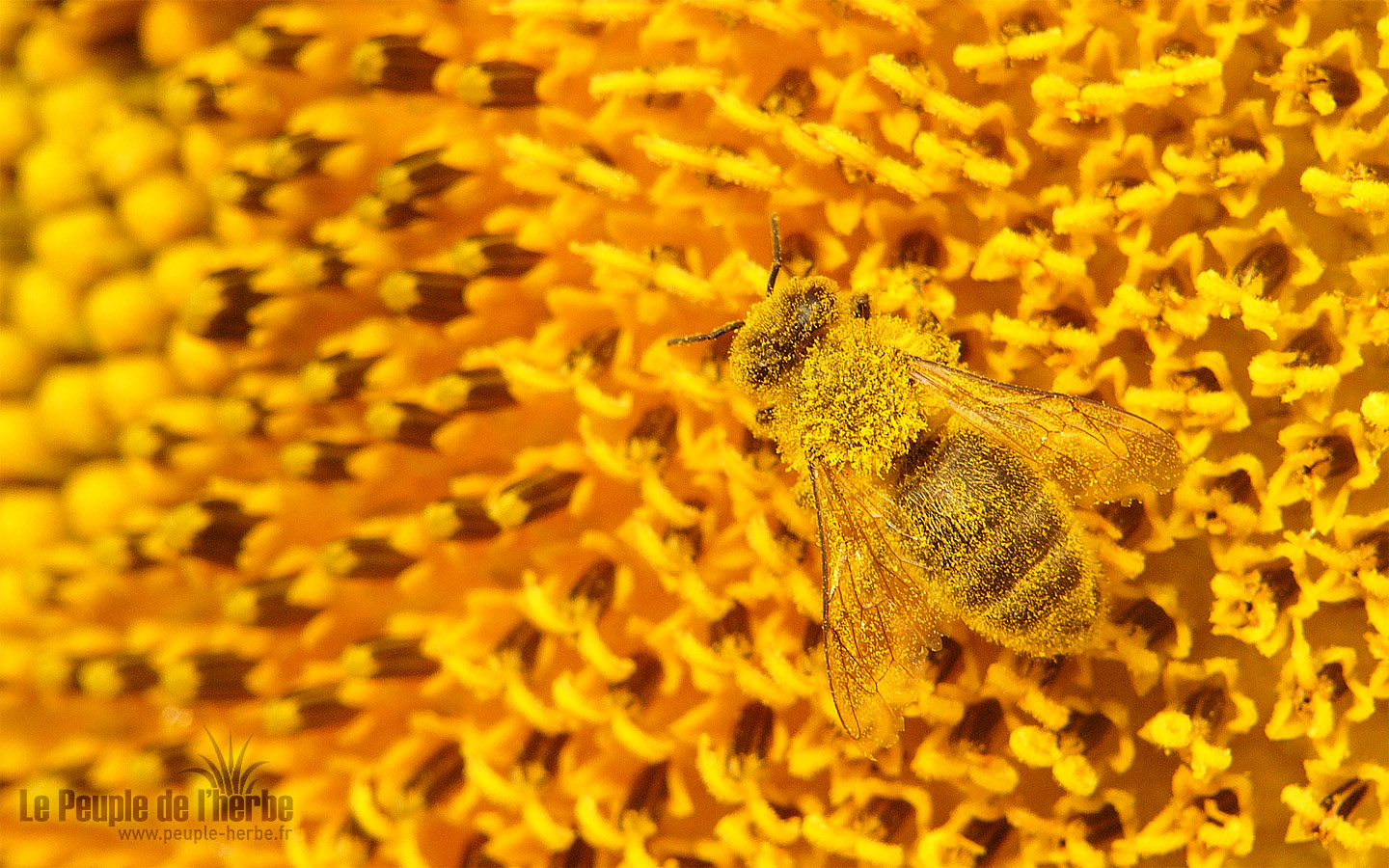 Fond d'écran abeille 1440x900 : Abeille domestique