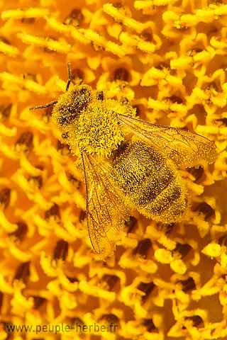 Fond d'écran abeille 320x480 iPhone : Abeille domestique