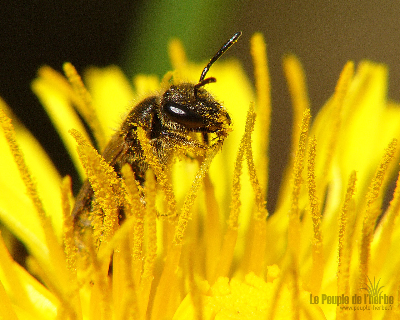 Fond d'écran abeille 1280x1024 : Halicte à quatre ceintures