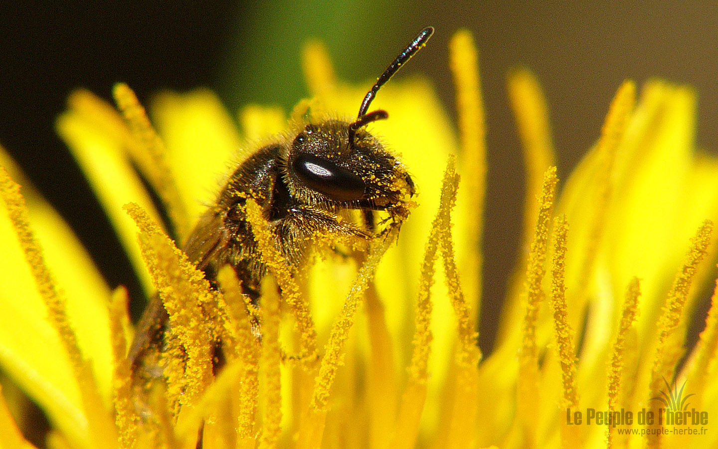 Fond d'écran abeille 1440x900 : Halicte à quatre ceintures