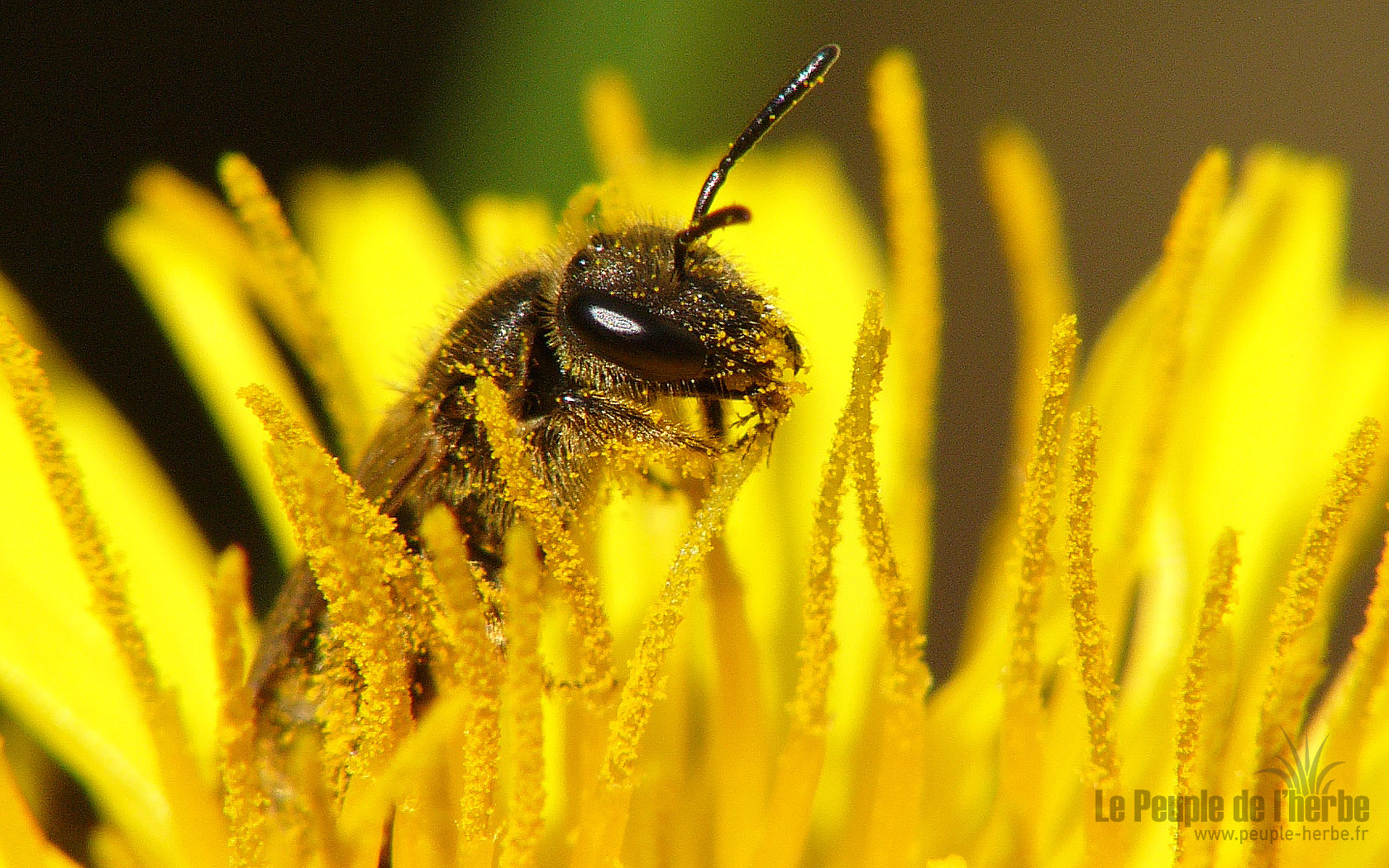 Fond d'écran abeille 1680x1050 : Halicte à quatre ceintures