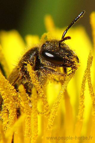 Fond d'écran abeille 320x480 iPhone : Halicte à quatre ceintures