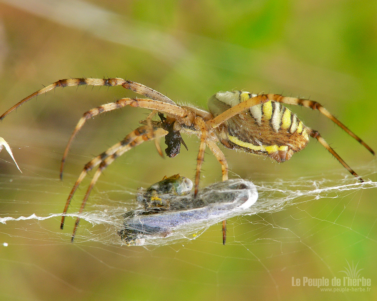 Fond d'écran araignée 1280x1024 : Epeire fasciée