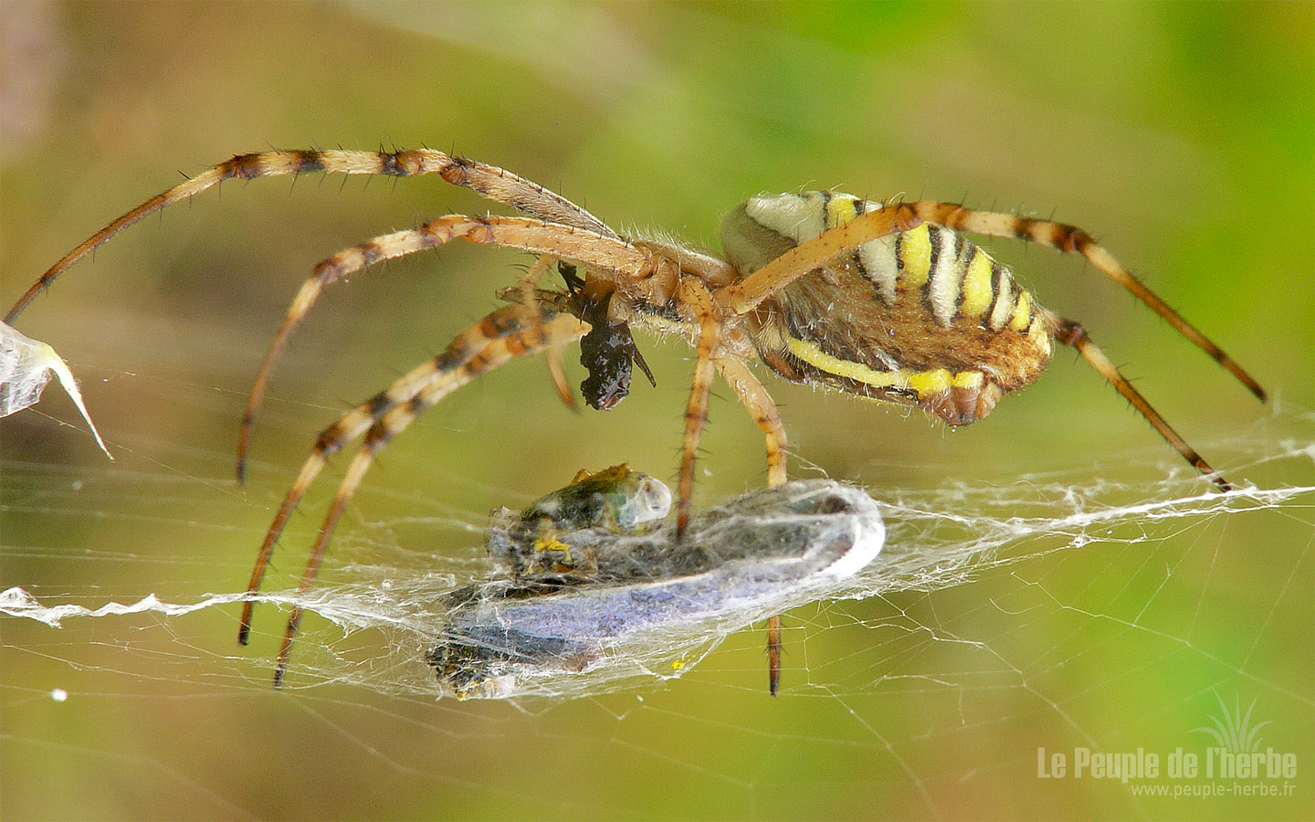 Fond d'écran araignée 1440x900 : Epeire fasciée
