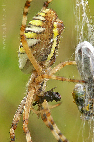 Fond d'écran araignée 320x480 iPhone : Epeire fasciée