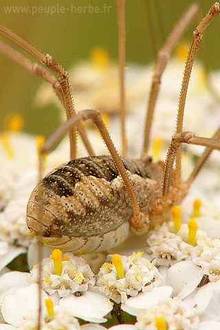 Fond d'écran araignée 320x480 iPhone : Faucheux