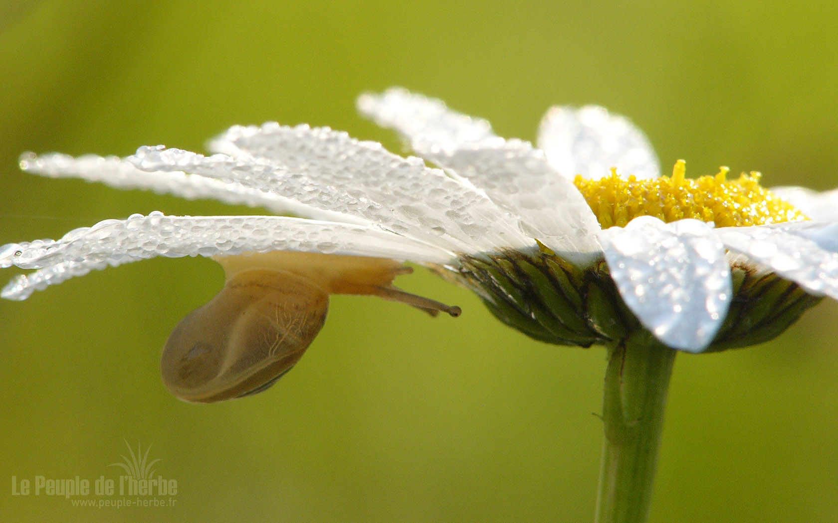 Fond d'écran nature 1680x1050 : Escargot et marguerite