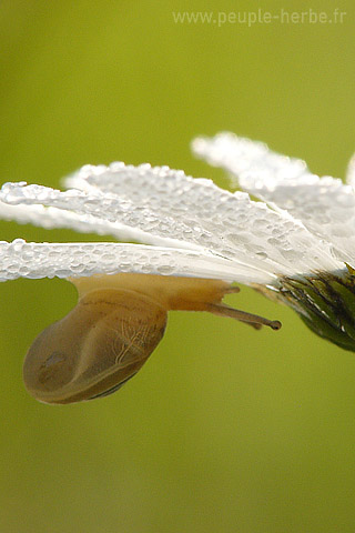 Fond d'écran nature 320x480 iPhone : Escargot et marguerite