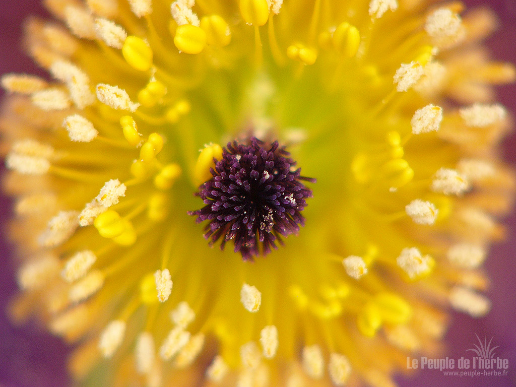 Fond d'écran fleur 1024x768 : Anémone pulsatille