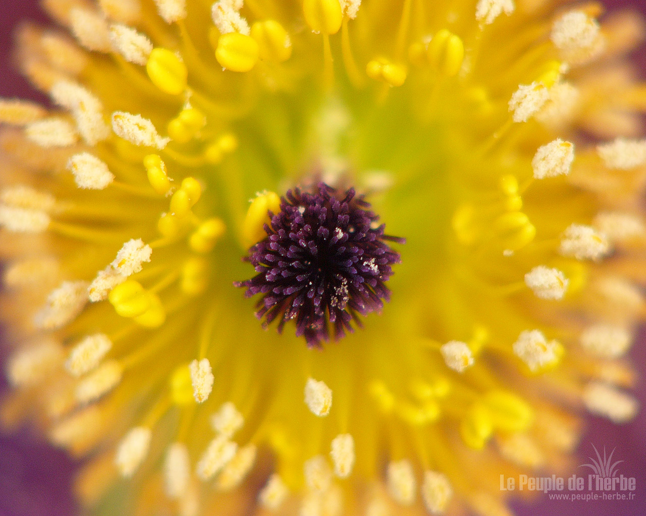 Fond d'écran fleur 1280x1024 : Anémone pulsatille