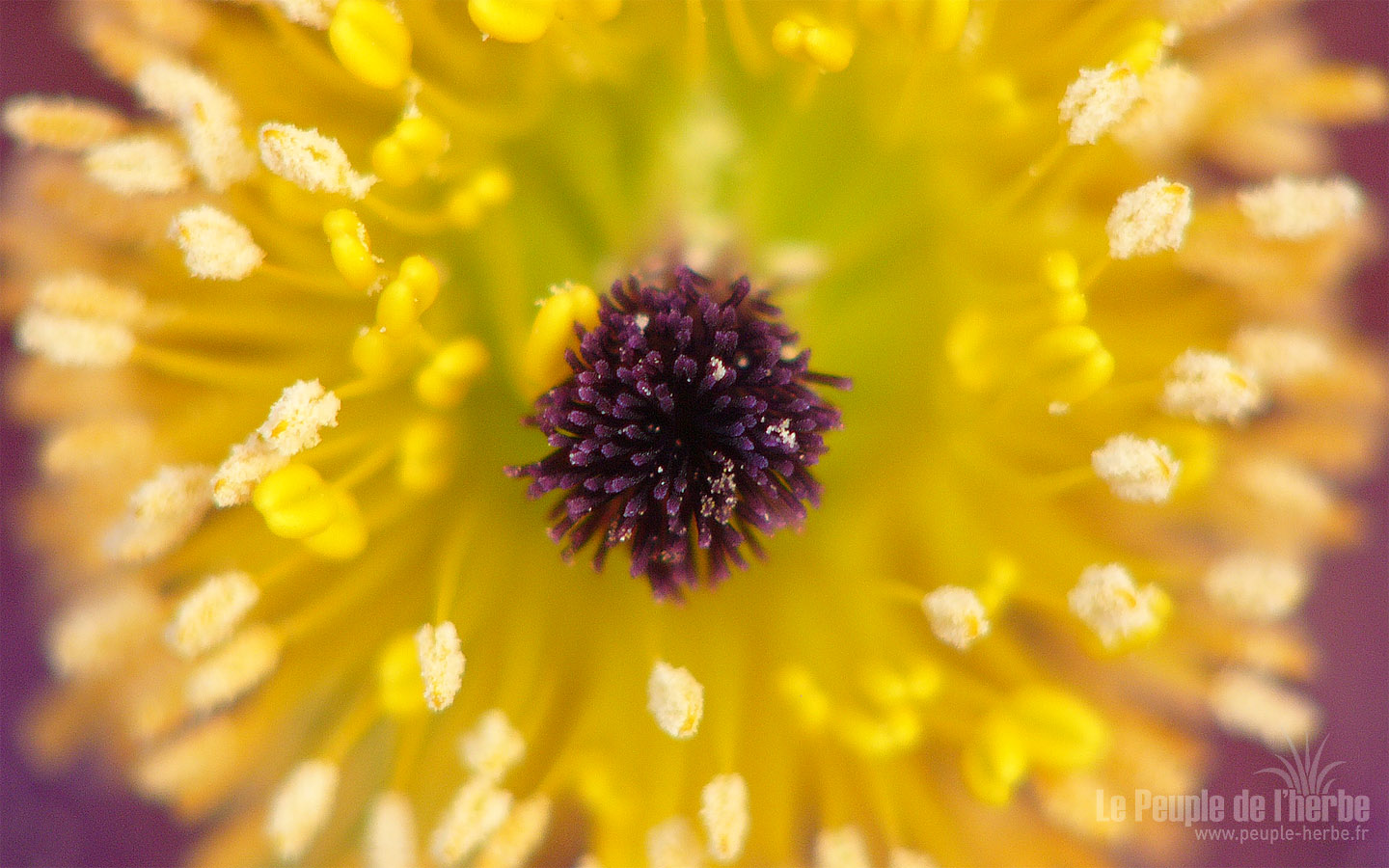 Fond d'écran fleur 1440x900 : Anémone pulsatille