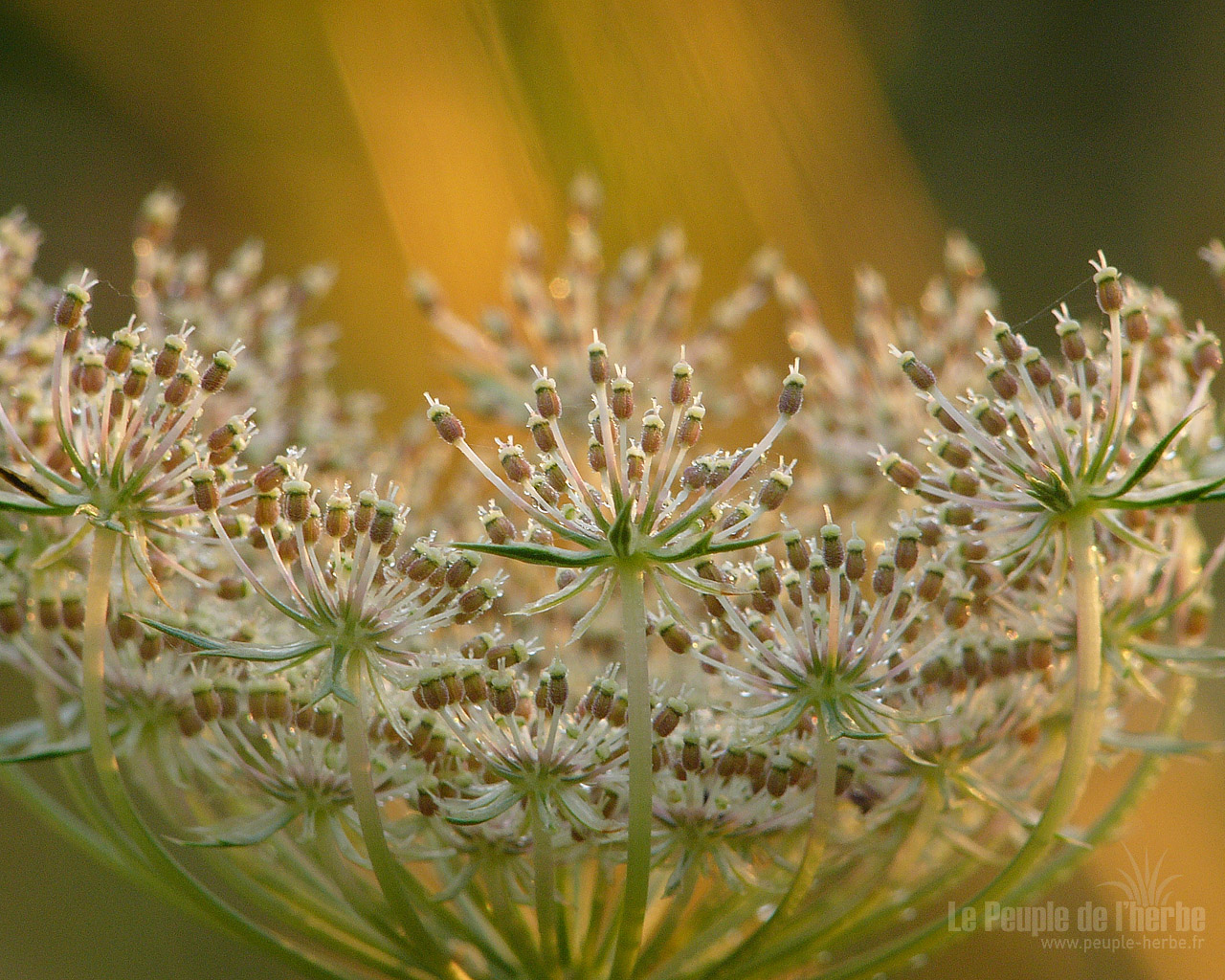 Fond d'écran fleur 1280x1024 : Carotte sauvage