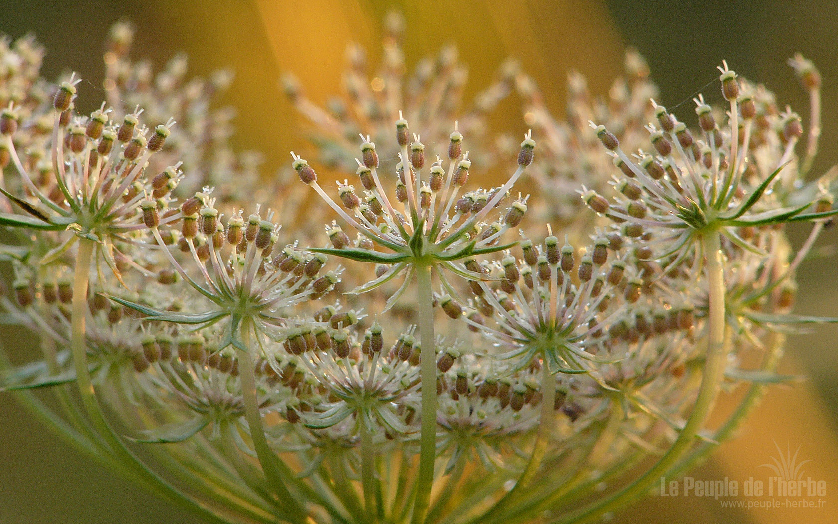 Fond d'écran fleur 1680x1050 : Carotte sauvage
