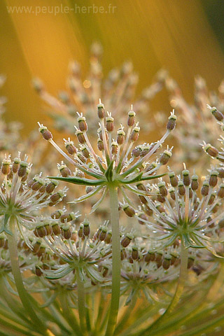 Fond d'écran fleur 320x480 iPhone : Carotte sauvage