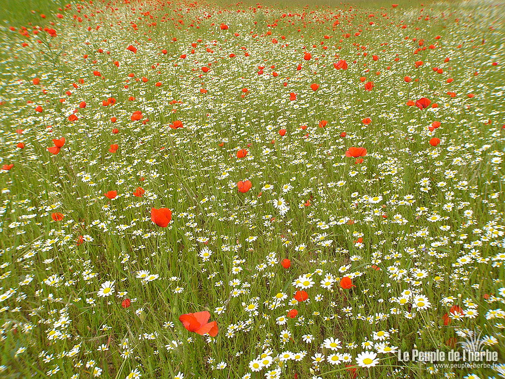 Fond d'écran fleur 1024x768 : Marguerites et coquelicots