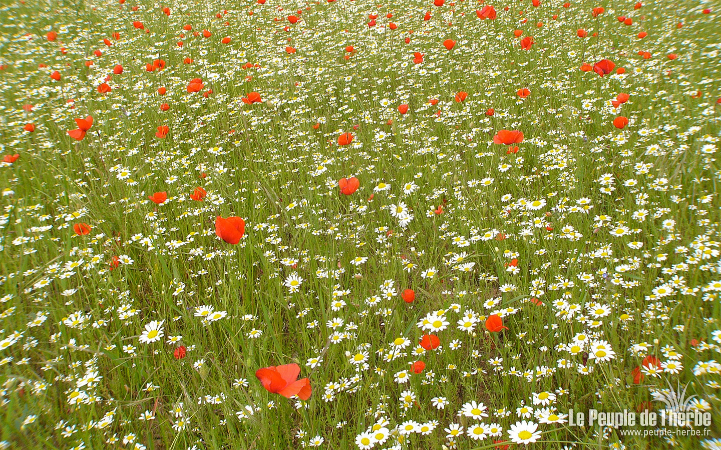 Fond d'écran fleur 1440x900 : Marguerites et coquelicots