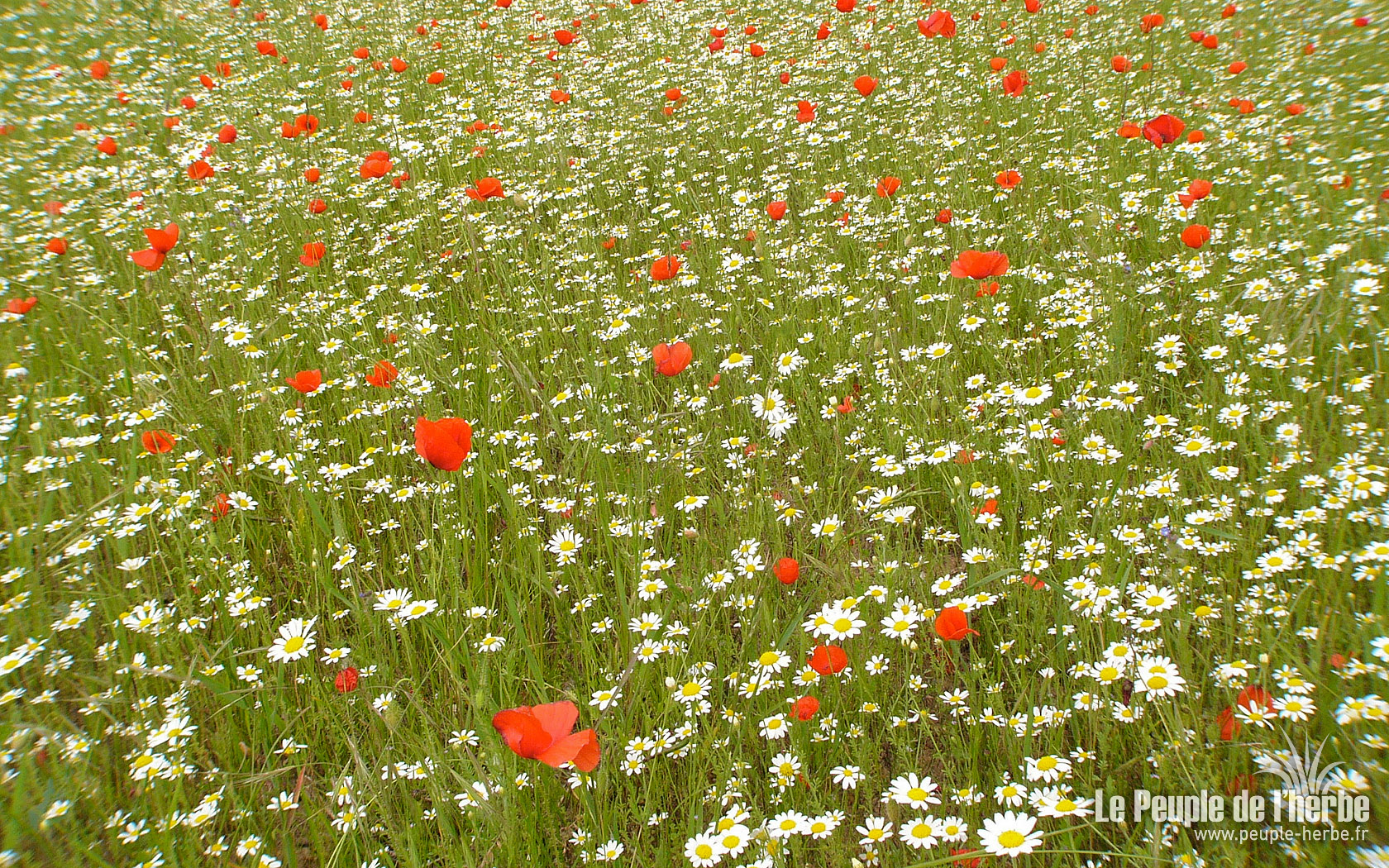 Fond d'écran fleur 1680x1050 : Marguerites et coquelicots