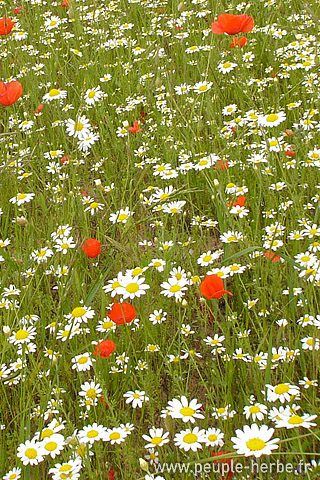 Fond d'écran fleur 320x480 iPhone : Marguerites et coquelicots