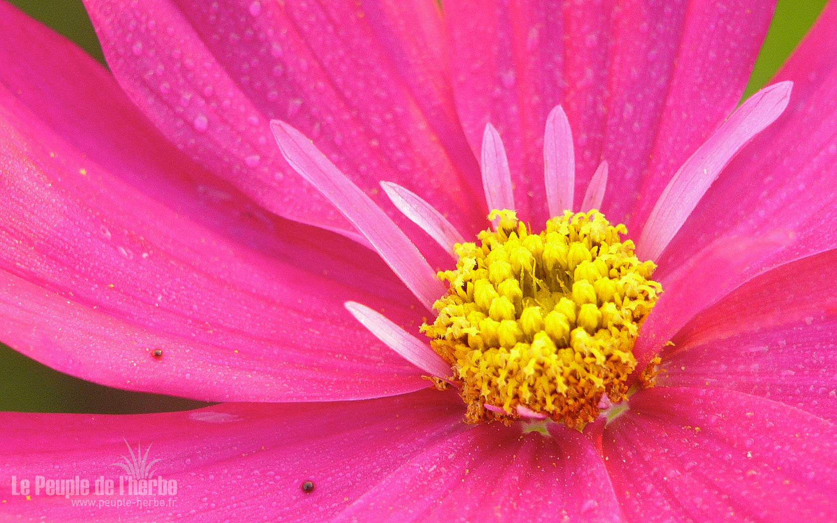Fond d'écran fleur 1680x1050 : Cosmos