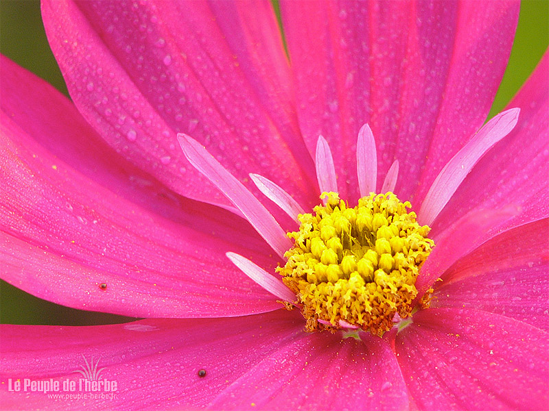 Fond d'écran fleur 800x600 : Cosmos