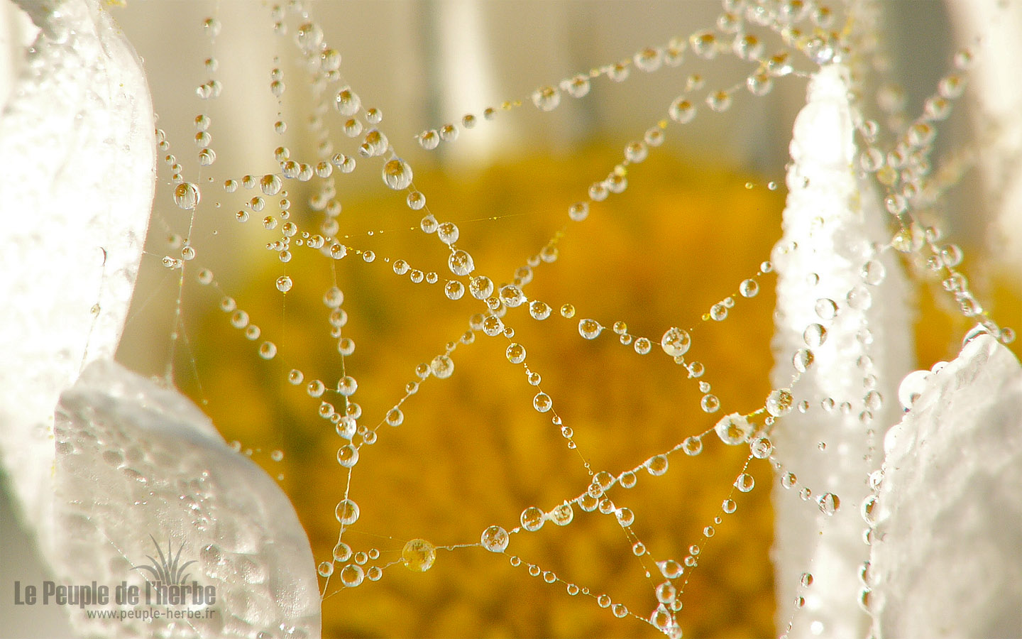 Fond d'écran fleur 1440x900 : Marguerite