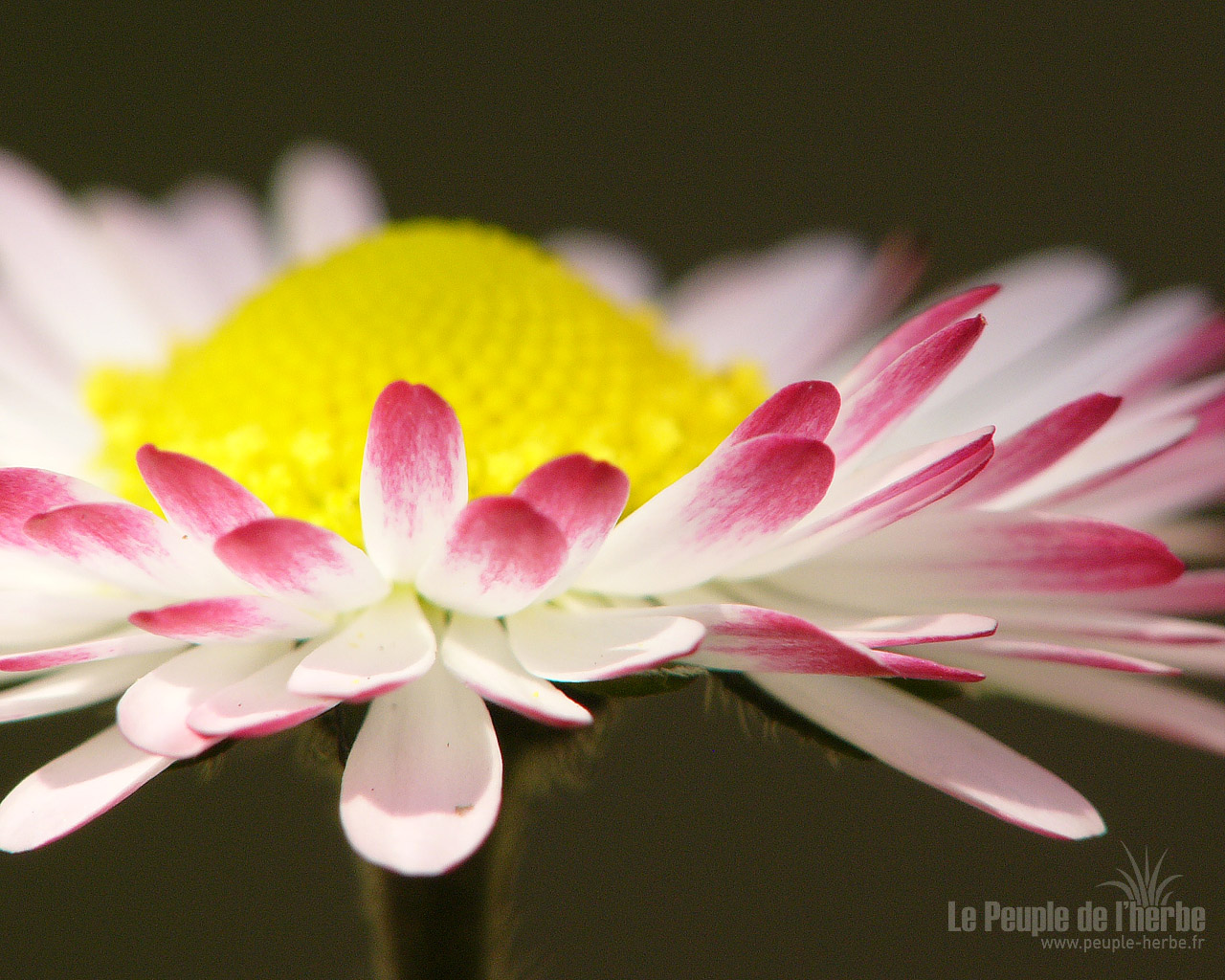 Fond d'écran fleur 1280x1024 : Pâquerette