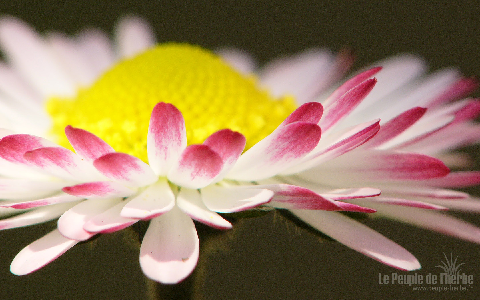 Fond d'écran fleur 1680x1050 : Pâquerette
