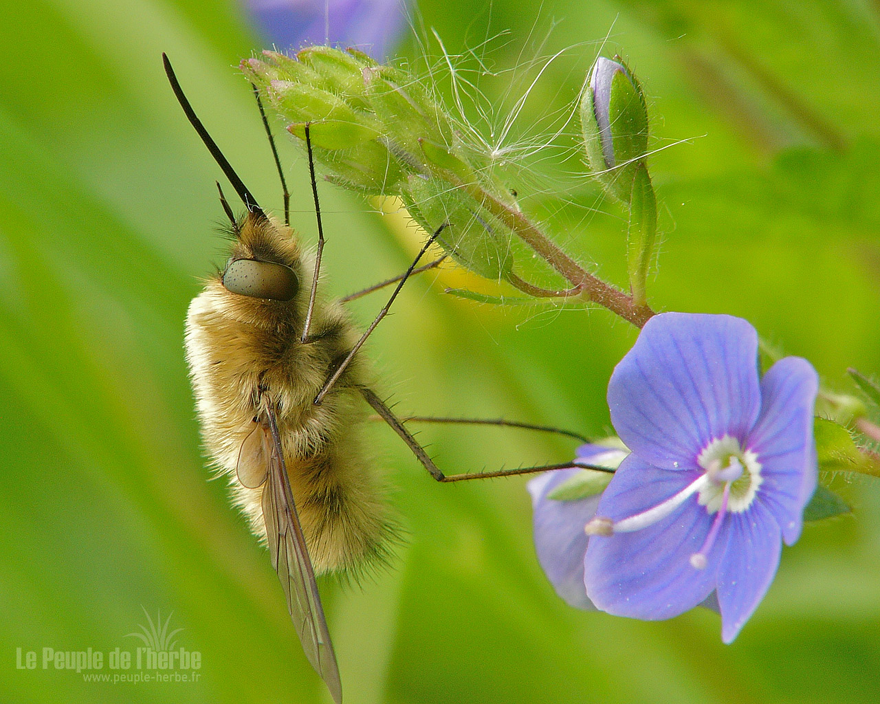 Fond d'écran insecte 1280x1024 : Grand bombyle