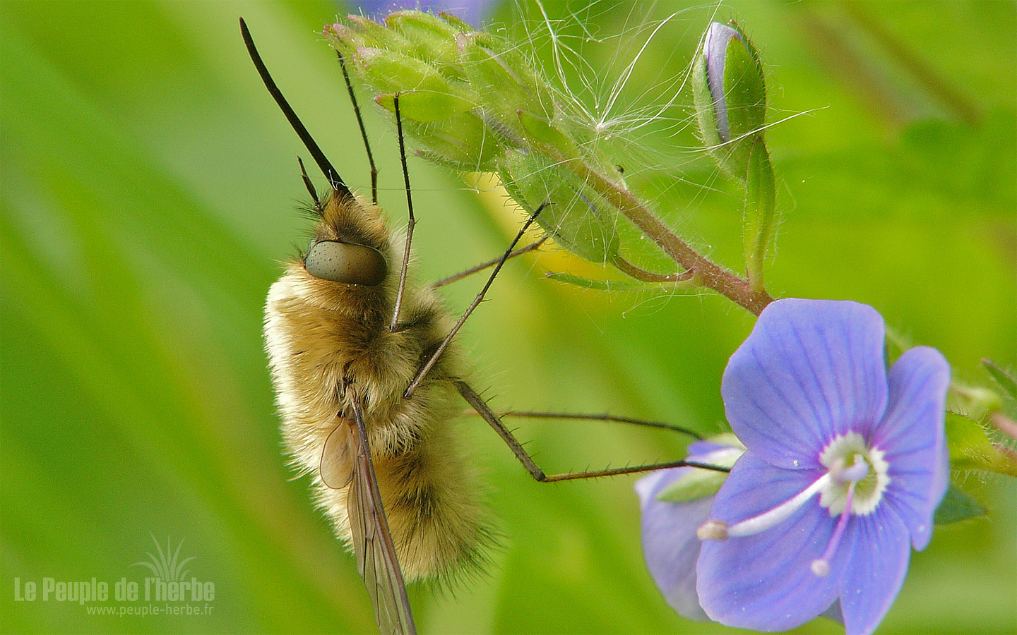 Fond d'écran insecte 1440x900 : Grand bombyle