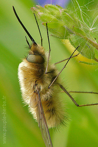 Fond d'écran insecte 320x480 iPhone : Grand bombyle