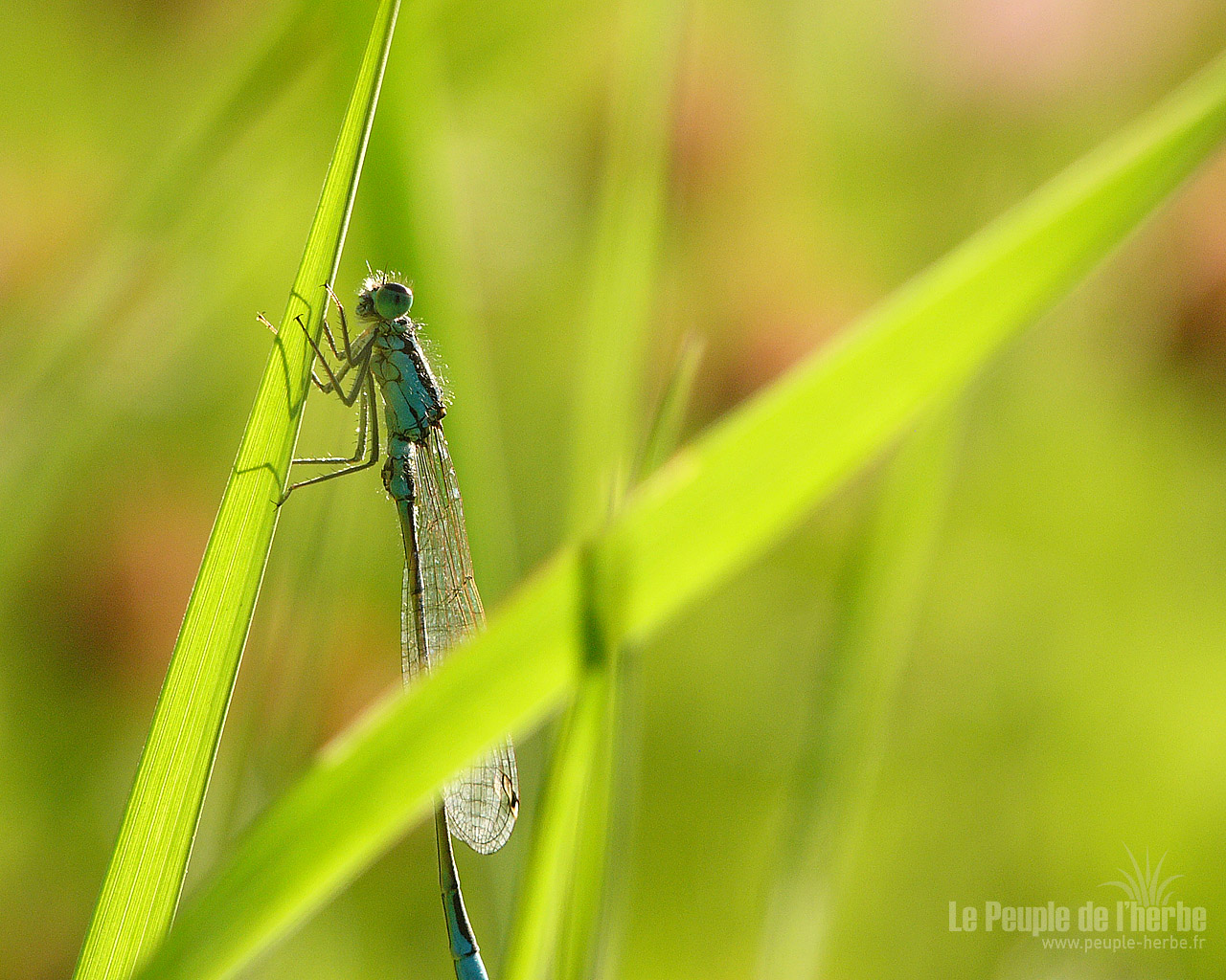 Fond d'écran libellule 1280x1024 : Agrion élégant