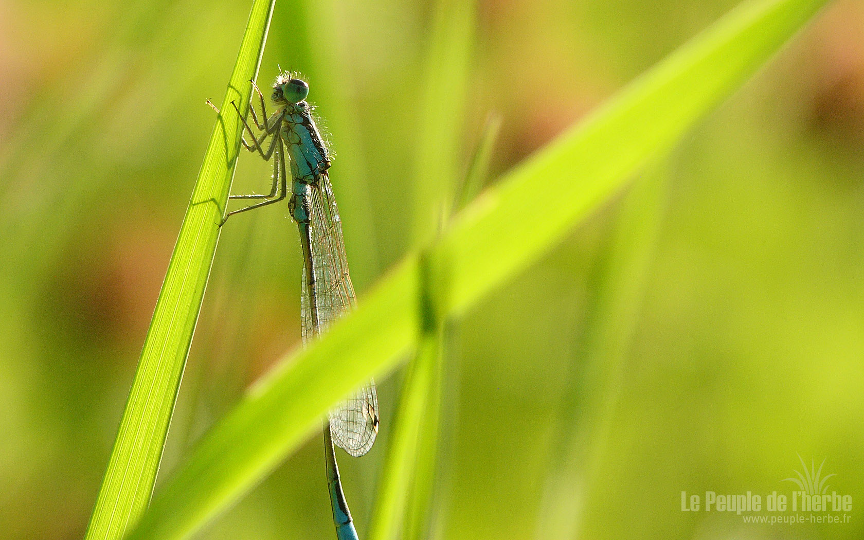 Fond d'écran libellule 1680x1050 : Agrion élégant