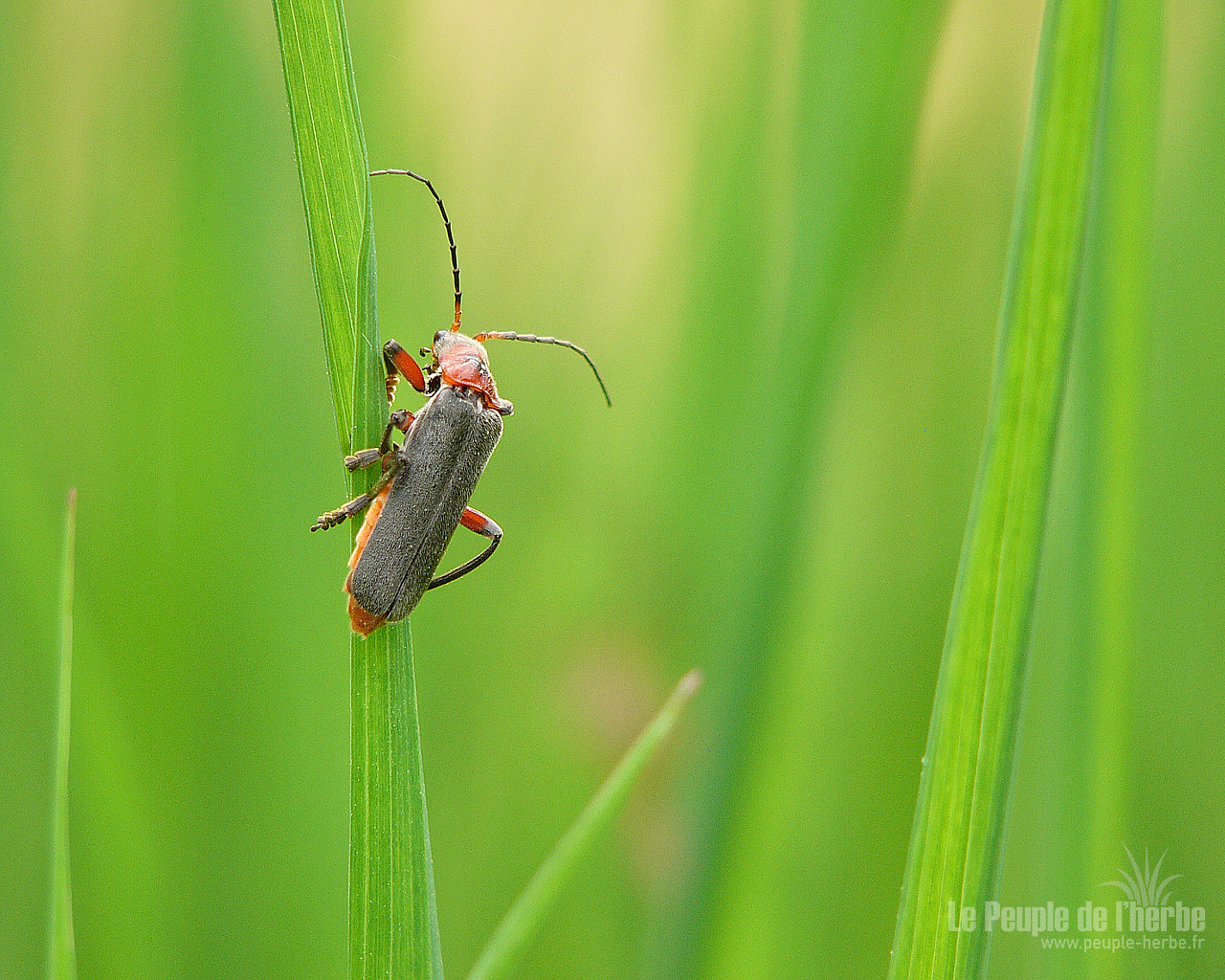 Fond d'écran insecte 1280x1024 : Téléphore moine