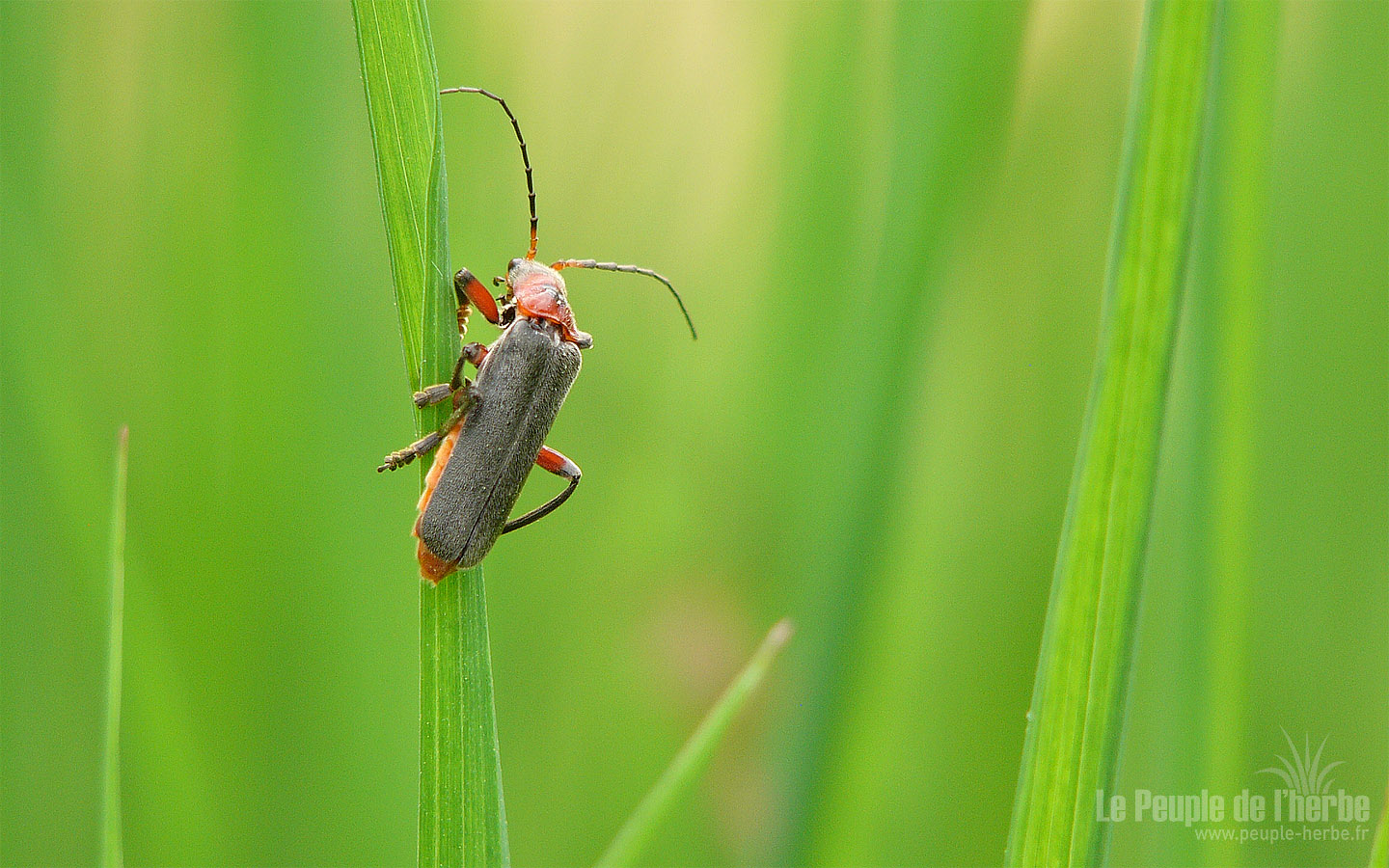Fond d'écran insecte 1440x900 : Téléphore moine